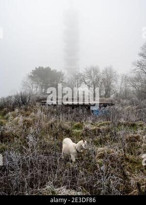 Eine Ziege grast auf Buschland neben den verwelkenden Resten Die schwere Purdown-Anti-Aircraft-Batterie und unter dem BT-Sender Turm auf einem frostigen und f Stockfoto