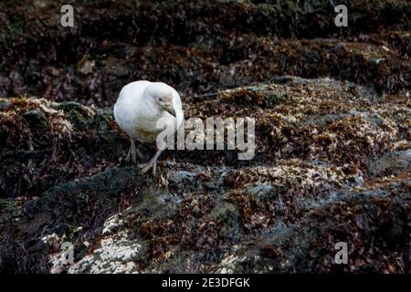 Snowy Sheathbill, Chionis albus, am Strand in Gold Harbor, südgeorgien Insel, Antarktis. Stockfoto