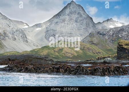 Seetang an der Küste in Cooper Bay, Südgeorgien, Antarktis, Stockfoto