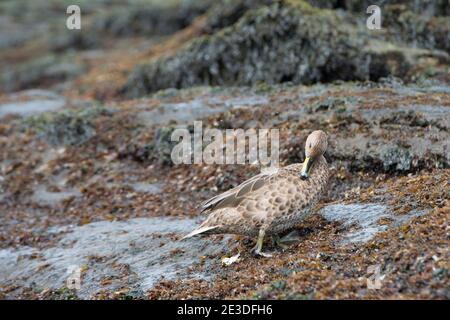 South Georgia Pintail, Anas georgica georgica, Cooper Bay, South Georgia, Antarktis. Stockfoto