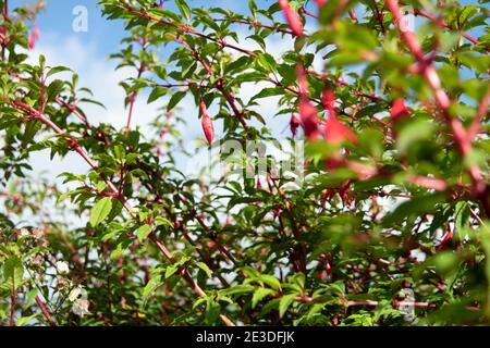 Wildblume Fuchsia wächst in der Grafschaft Donegal - Irland. Stockfoto