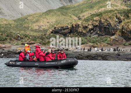 Touristen in einem Tierkreis beobachten Königspinguine und antarktischen Pelz Robben in Cooper Bay Südgeorgien Insel Antarktis Stockfoto