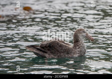 Northern Giant Petrel, Cooper Bay, South Georgia. Macronectes halli Stockfoto