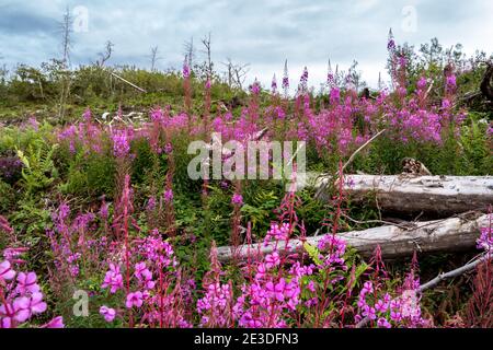 Rosebay Willowhern, Chamerion Angustifolium, in voller Blüte. Stockfoto