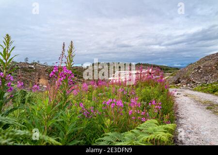 Rosebay Willowhern, Chamerion Angustifolium, in voller Blüte. Stockfoto