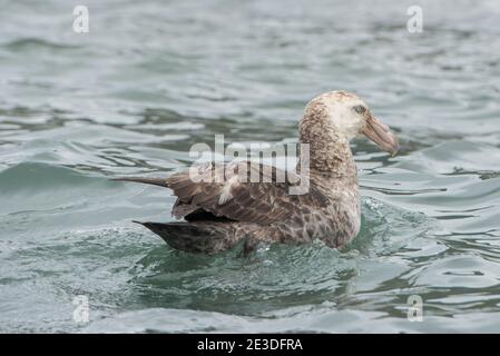 Northern Giant Petrel, Macronectes halli, auch Halls Giant Petrel Cooper Bay South Georgia Island Antarctica genannt Stockfoto