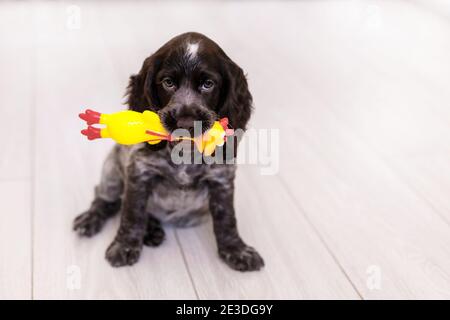 Junge springer Spaniel Hund spielt mit Spielzeug auf einem Boden zu Hause. Stockfoto