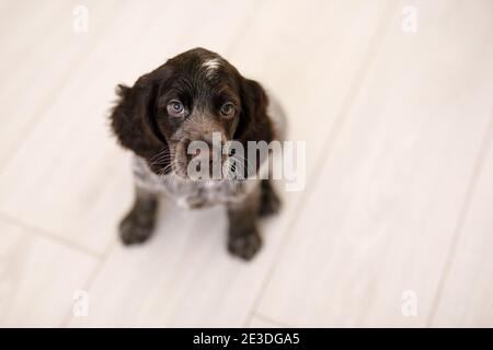 Russian Spaniel Welpe isoliert auf weißem Holzboden. Stockfoto