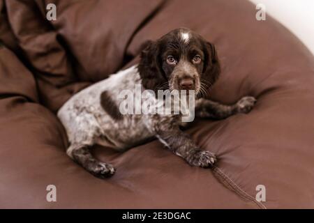 Russian Spaniel Welpe auf brawn Sessel. Stockfoto