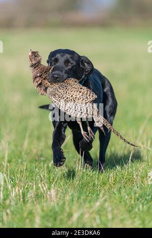 Porträt eines schwarzen Labradors, der einen Hühnerfasanen aufruft Stockfoto