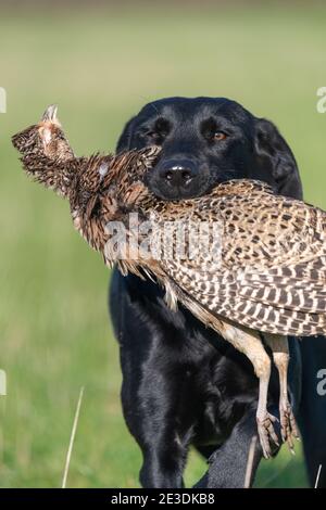 Porträt eines schwarzen Labradors, der einen Hühnerfasanen aufruft Stockfoto