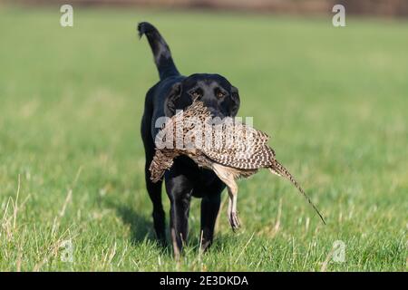 Porträt eines schwarzen Labradors, der einen Hühnerfasanen aufruft Stockfoto