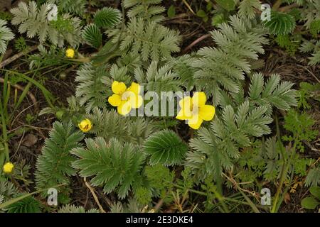 Ein blühender gewöhnlicher Silberwespe oder Silbercinquefoil, Potentilla anserina. Stockfoto