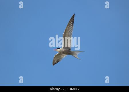 Ein hoch fliegender Vogel (Common Tern) über einem Brutgebiet im Yorkshire Wildlife Trust Naturschutzgebiet North Cave Wetlands, North Cave, East Yorkshire, Großbritannien Stockfoto