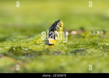 Zaskroniec/Grasschlange (Natrix natrix) Stockfoto