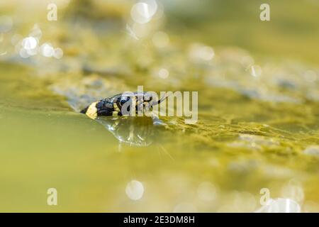 Zaskroniec/Grasschlange (Natrix natrix) Stockfoto