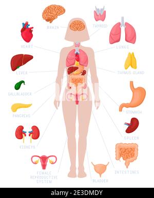 Infografik zu den inneren Organen der Frau. Menschliche Körperanatomie, Lunge, Nieren, Herz, Gehirn, Leber und weibliche Fortpflanzungsvektor Illustrationsset Stock Vektor