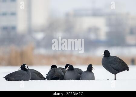 Blässhühner in Gefangenschaft frostigen Wetters Stockfoto