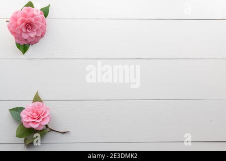 Zwei rosa Kamelien Blumen auf weißem Holz Hintergrund Stockfoto