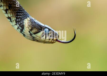 Zaskroniec/Grasschlange (Natrix natrix) Stockfoto