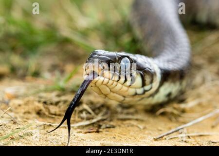 Zaskroniec/Grasschlange (Natrix natrix) Stockfoto