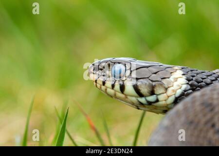 Zaskroniec/Grasschlange (Natrix natrix) Stockfoto