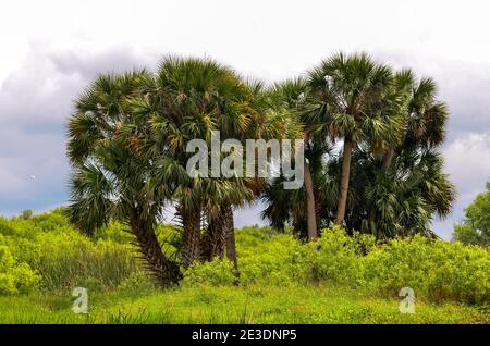 Ein Palmenständer entlang des Saint John's River Stockfoto