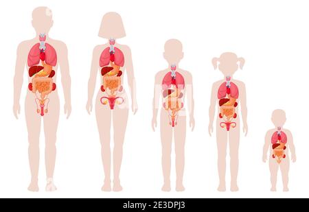 Menschliche anatomische Organe. Mann, Frau, Mädchen, Junge und neugeborenes Baby mit inneren Organen Position Vektor-Illustrationen. Medizinische Infografik für innere Organe Stock Vektor