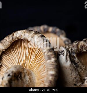 Getrocknete Shiitake Pilz Kiemen Nahaufnahme. Stockfoto