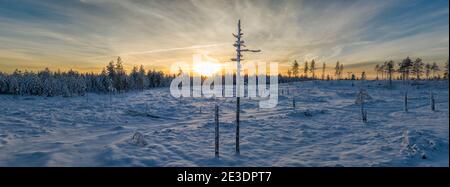 Atemberaubende Luft Winter Sonnenuntergang Panorama-Foto aus geringer Höhe über verschneite Waldlandschaft in Nordschweden, Umea. Bereich für freien Schnitt. Stockfoto