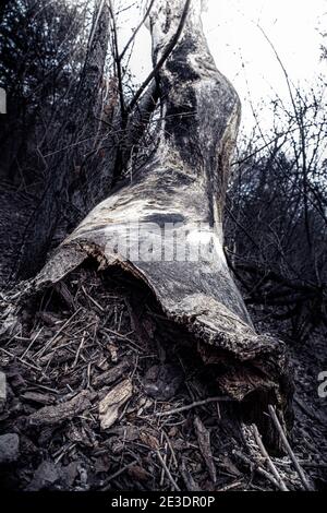 Toter Baum Stockfoto