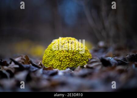 Hecke Apfel Stockfoto