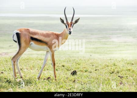 Thomson's Gazelle Wildtierporträt. Ngorongoro Krater Conservation Area, Tansania. Stockfoto