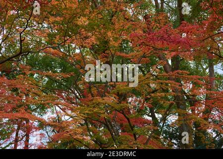 Bunte Bäume mit schönen Blättern Laub während der Momiji Herbst Saison in Japan Stockfoto