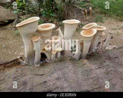 Nahaufnahme von mehreren Trichtern wie hellbraune Pilze auf Toter Kokosnussstamm Stockfoto