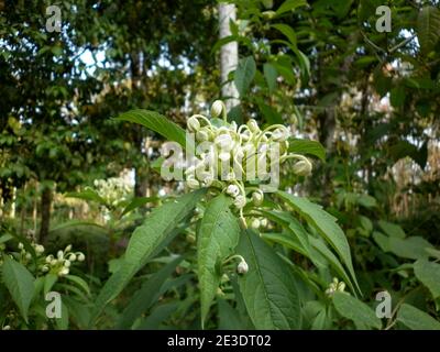 Nahaufnahme der seltsamen Form seltene weiße Farbe Blüten Knospen Noch zu blühen Stockfoto