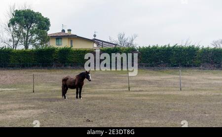 Costermano sul Garda, Italien - 01 17 2021: Dunkelbraunes Pferd auf einer Wiese. Stockfoto