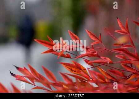 Nahaufnahme der Blätter der Pistacia chinensis mit einer Person im Hintergrund auf der linken Seite. Stockfoto