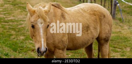 Costermano sul Garda, Italien - 01 05 2021: Braunes Pferd auf einer Wiese in der Nähe eines Weinbergs. Stockfoto