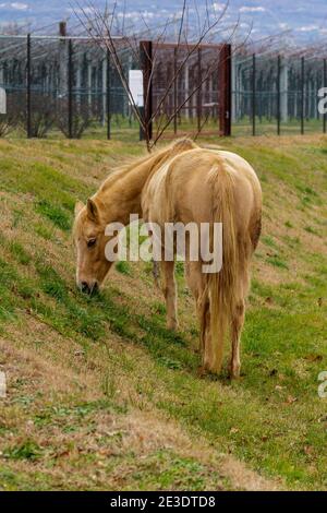 Costermano sul Garda, Italien - 01 05 2021: Braunes Pferd auf einer Wiese in der Nähe eines Weinbergs. Stockfoto