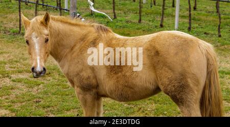 Costermano sul Garda, Italien - 01 05 2021: Braunes Pferd auf einer Wiese in der Nähe eines Weinbergs. Stockfoto