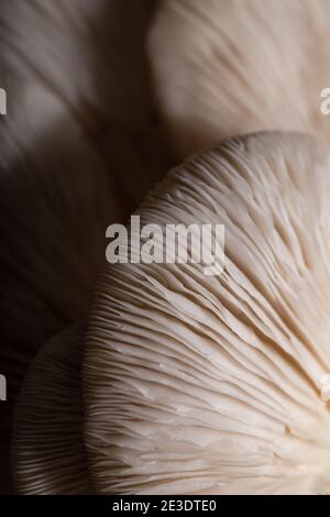 Austernpilze. Nahaufnahme Pilzstruktur. Hintergrund für das Essen. Stockfoto