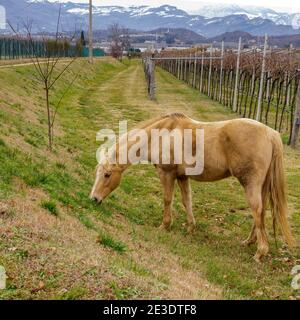 Costermano sul Garda, Italien - 01 05 2021: Braunes Pferd auf einer Wiese in der Nähe eines Weinbergs. Stockfoto