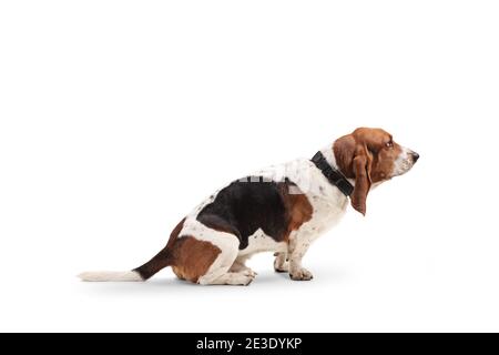 Profilaufnahme eines Basset-Hundes isoliert auf Weiß Hintergrund Stockfoto