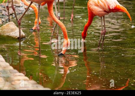 Rosa Flamingos stehen und spiegeln sich in klarem Wasser Stockfoto