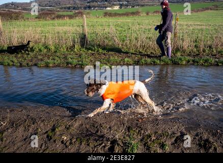 Mutter und Sohn gehen mit Hunden durch überflutet und schlammig Felder in Kent nach heftigem Regen im Januar Stockfoto