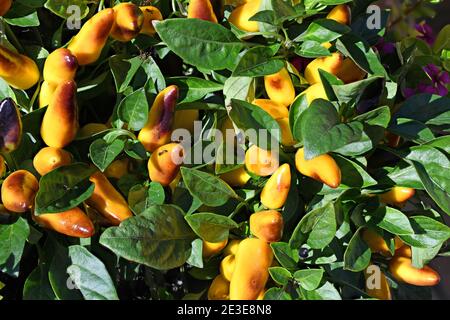 Dekorativer Chili in einem Rio Grande Garden in New Mexico. Stockfoto