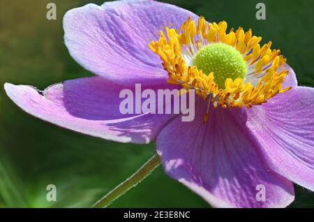 Japanischer Anemone Frühling im Rio Grande Valley Stockfoto