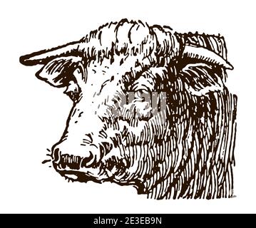 Kopf eines Bullen in Dreiviertelansicht. Illustration nach einer antiken Zeichnung aus dem frühen 20. Jahrhundert Stock Vektor