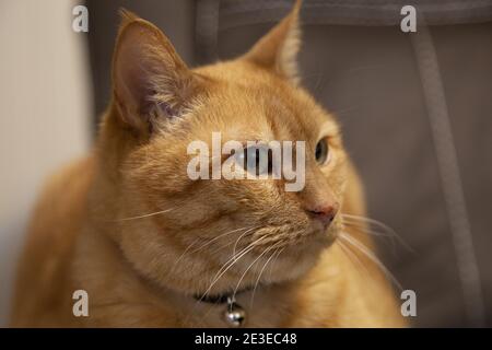 Fröhliche, goldene Katze mit schwarzem Kragen und silberner Glocke Stockfoto